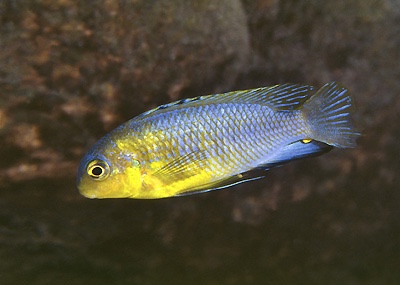 Tropheops sp. 'yellow chin' Liutche